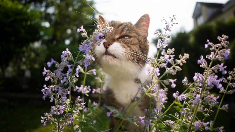 Radio Pflanzen Pflanzen: | diese 1 Bayern Katzen lieben | Katzenfreundliche