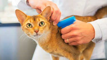 Ein Katze bekommt beim Tierarzt einen Mikrochip implantiert | Bild: mauritius images / Alamy Stock Photos / Martin Wierink