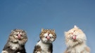 Drei Katzen | Bild: mauritius-images
