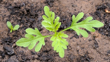 Ambrosia-Pflanze als Keimling | Bild: dpa/picture alliance