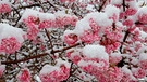 Schneebedeckte Blüten eines rosa blühenden Strauches | Bild: mauritius-images