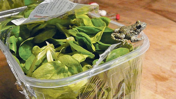 Kröterich Frieder im gekauften Feldsalat-Päckchen aus dem Supermarkt | Bild: privat/ Familie Reindl
