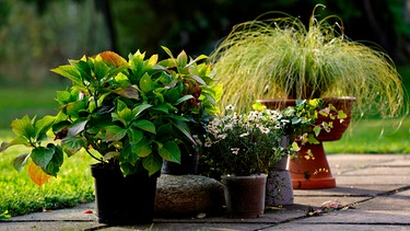 Kübelpflanzen im Herbst | Bild: mauritius images / Elisa Putti / Alamy / Alamy Stock Photos