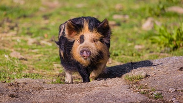 Kunekune-Schwein läuft über eine Wiese | Bild: mauritius images