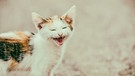 Lachendes Katzenjunges | Bild: mauritius images / Radu Bercan / Alamy / Alamy Stock Photos