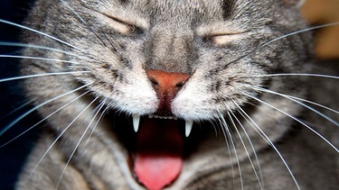 Lachende Katze | Bild: mauritius images / Alamy Stock Photos / CTL