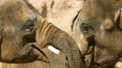 Diese zwei Elefanten lachen miteinander | Bild: mauritius images / Danita Delimont RF