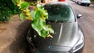 Ein Auto ist bedeckt von Lindenblättern und einem klebrigen Saft.  | Bild: mauritius-images