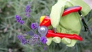 Hand mit einer Gartenschere schneidet Lavendel | Bild: dpa/picture alliance