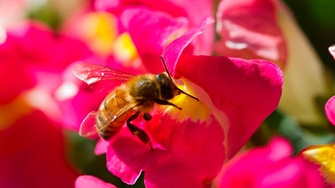 Biene an Löwenmäulchen | Bild: mauritius images / Chris Aschenbrener / Alamy / Alamy Stock Photos