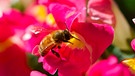 Biene an Löwenmäulchen | Bild: mauritius-images
