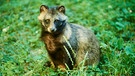 Ein Marderhund, aufgenommen in einem Wald in Bayern | Bild: mauritius images / David & Micha Sheldon / imageBROKER