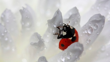 Marienkäfer in einer Dahlie, die regennass ist | Bild: mauritius images / Pitopia / Andrea Kusajda