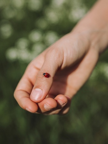 Auf einer Hand sitzt ein Marienkäfer | Bild: mauritius-images