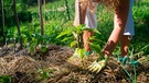 Mulchen im Gemüsengarten | Bild: mauritius images / Kaliantye / Alamy / Alamy Stock Photos