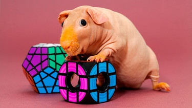 Ein Nacktmeerschweinchen stützt sich auf einen Zauberwürfel | Bild: mauritius-images