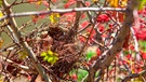 Vogelnest in einem Strauch im Winter | Bild: mauritius images