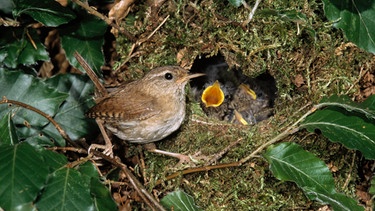 Ein Zaunkönig füttert seinen Nachwuchs im kunstvoll gebauten Nest | Bild: mauritius images