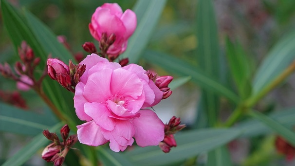 Blühender Oleander  | Bild: mauritius images / Pitopia / adampauli