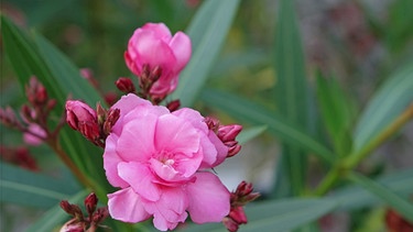 Blühender Oleander  | Bild: mauritius images / Pitopia / adampauli