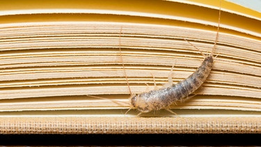 Ein Papierfisch (Ctenolepisma longicaudata) auf einem Buch. | Bild: mauritius-images