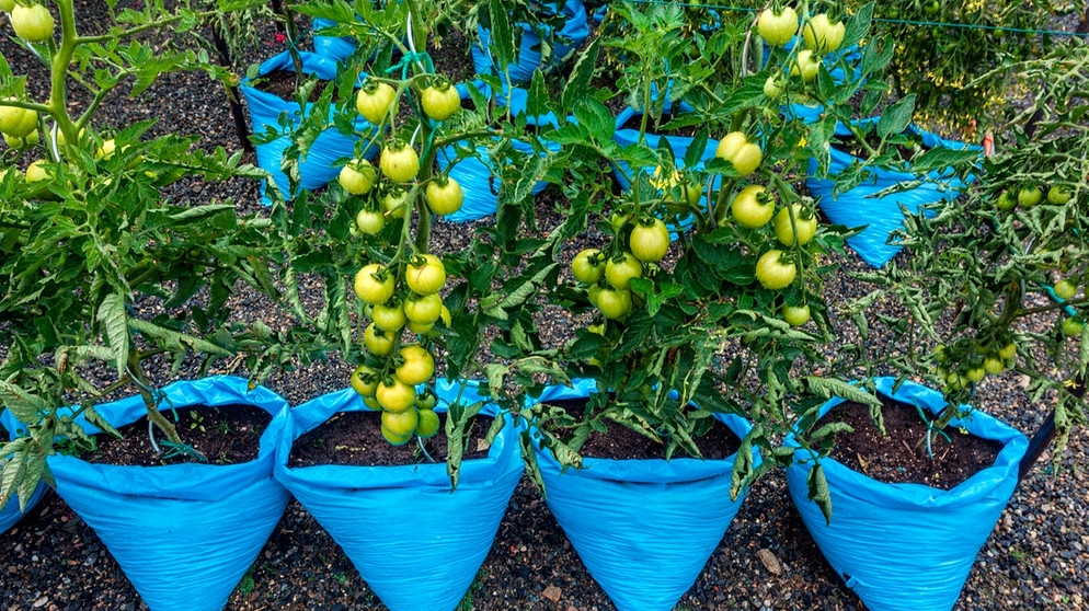 Tomaten und Erdbeeren Pflanze Wachsende Tasche aus Vliesstoff Pflanzsack Pflanze Wachsende Tasche mit Griffe Pflanztasche für Kartoffeln Rectangle Pflanztaschen
