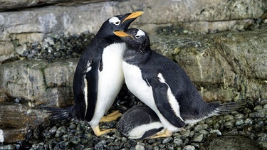 Pinguinpaar Electra und Viola | Bild: Oceanogràfic Valencia