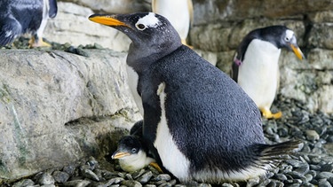 Einer der beiden Pinguine schützt das Junge | Bild: Oceanogràfic Valencia