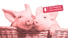 Zwei Schweine in einem Korb | Bild: mauritius images