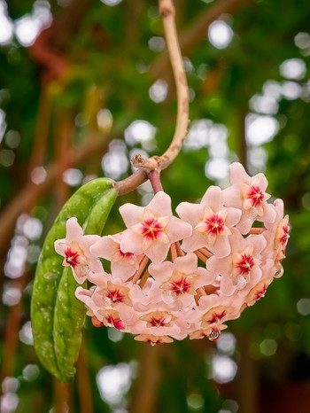 Porzellanblume | Bild: mauritius images / Fabiano Sodi / Alamy / Alamy Stock Photos