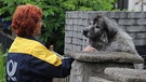 Ein grauer Hund empfängt eine Briefträgerin am Gartenzaun | Bild: picture-alliance/dpa