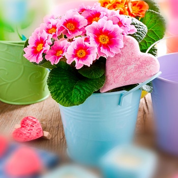 Pinke Primeln in einem Blumentopf | Bild: mauritius images / PhotoSG / Alamy / Alamy Stock Photos