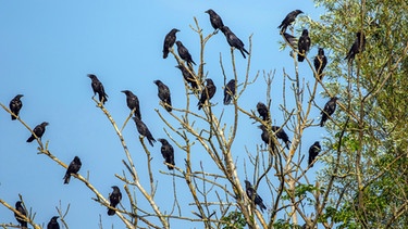 Viele Rabenkrähen sitzen auf einem Schlafbaum | Bild: mauritius images