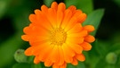 Blüte einer Gartenringelblume | Bild: mauritius images / Justus de Cuveland / imageBROKER