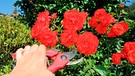 Rosenblüte abschneiden | Bild: mauritius images / Pitopia / AnAbPictures