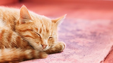 Eine rote Katze schläft auf einem rötlichen Teppich | Bild: mauritius images / Pixtal