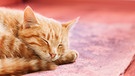 Eine rote Katze schläft auf einem rötlichen Teppich | Bild: mauritius images / Pixtal