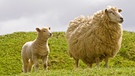 Schafe | Bild: mauritius-images