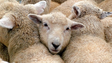 Schafe | Bild: mauritius-images