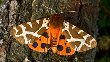 Schmetterling namens brauner Bär | Bild: mauritius images / Konrad Wothe / imageBROKER