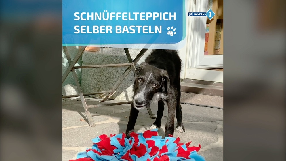 So macht man einen Schnüffelteppich für Hunde selbst | Bild: BR, Bogdan Kramliczek