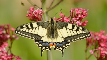Ein Schwalbenschwänzchen Schmetterling sitzt mit ausgebreiteten Flügeln auf einer pinken Blüte | Bild: mauritius images / nature picture library / Dave Watts