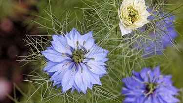 Blüten des Damaszener Schwarzkümmel | Bild: mauritius images / Siepmann / imageBROKER