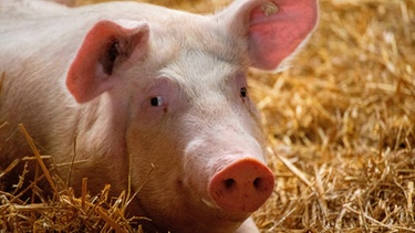 Schwein | Bild: mauritius-images
