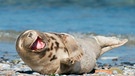 Lachender Seehund | Bild: mauritius images