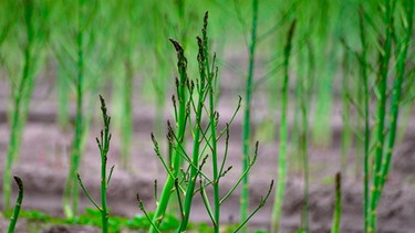 Spargelpflanze | Bild: mauritius images / Irina Naoumova / Alamy / Alamy Stock Photos