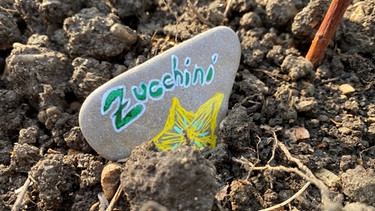 Bemalter Stein liegt als Pflanzmarkierung in einem Gemüsebeet | Bild: Astrid Hickisch, BR