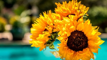 Ein kleiner Strauß Sonnenblumen | Bild: mauritius images/ Martina Birnbaum / Alamy