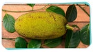 Eine geerntete Jackfruit liegt auf einem Tisch | Bild: mauritius images