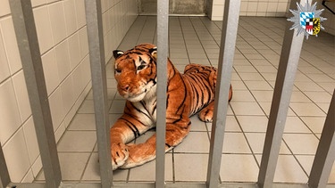 Angebliche Tigersichtung in Feucht bei Nürnberg - der "verhaftete" Tiger | Bild: Polizei Mittelfranken